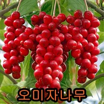 오미자나무 2년생10그루.묘목.나무묘목.유실수.꽃나무.과실수. 오미자나무