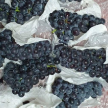 캠벨포도2kg 영동포도 송산포도 영천포도 제철과일포도 캠밸포도 포도 2kg 1 개 프리미엄 고당도보장, 2kg, 1개