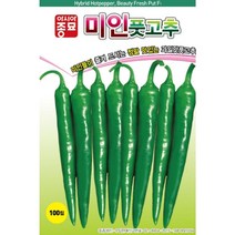 보람농자재 고추씨앗종자 미인풋고추 (100립 1000립), 100립