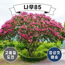 (나무85) 배롱나무(목백일홍) 12종 시리즈, 10.핑크벨루어 다관형 분