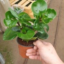 청페페 소품 10~25cm 28