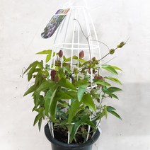 시계꽃, 1개