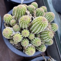 [올식스] 왕백단 대품A, 1개