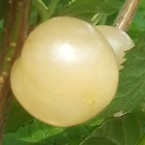 [충북농원] 백앵두 앵두 묘목 접목묘 1년생, 접목/1년생/특묘