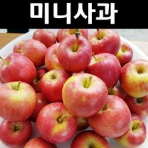 미니사과나무 묘목 루비에스 R5cm 결실주(분) 1개