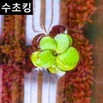 수초맛집 수초킹 키우기 쉬운 초보수초 드와프 프로그비트 (부상수초), (특가) 7뿌리