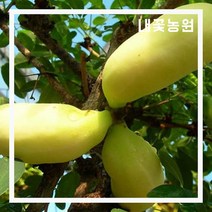 백화으름(대과종) 키 150cm 결실주(분)