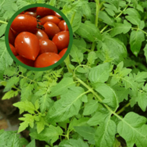 [모종가게] 방울토마토 모종 2개 / 열매 채소 텃밭 키우기 주말농장 베란다텃밭 농장 체험