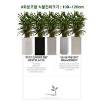 없음 [반값화분] MAIN-대형관음죽140(사업번창기원)직접배송 축하화분 개업화분 거실화분 카페화분 인테리어화분 아레카야자 극락조 알로카시아 파키라 고무나무, 황토분