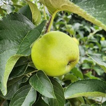 경북 청송 시나노스위트 사과 가정용 5kg(사이즈 랜덤 발송), 단품