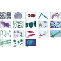 영구프레파라트(동물-조류편 18종)