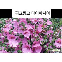 핑크핑크/다이아시아 너무 예뻐요, 10센티포트