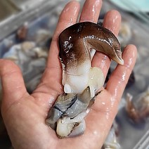 특품 남당항 자연산 새조개 산지직송 남당리새조개 1kg(실중량200-250g)서해에서 갓 잡은 싱싱한 손질새조개 당일조업, 새조개 1kg(실중량200-250g)