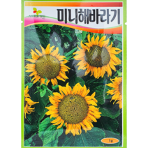 식물의집 미니 해바라기 꽃 씨 씨앗, 1개