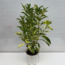 [다은꽃농원]시원한 무늬 워터자스민 파고라 골드 키우기쉬운 실내공기정화식물 인테리어