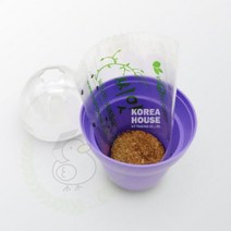 에포트구스 미니 라벤다 재배 세트 식물키우기