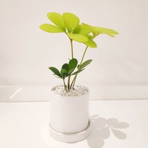 [목요일의 식물] 멕시코 소철