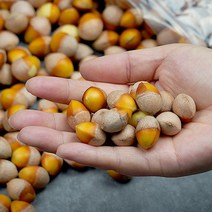 깐은행 500g(중)x2, 단품