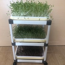 아이가든 다단형 새싹재배기(1열3단)