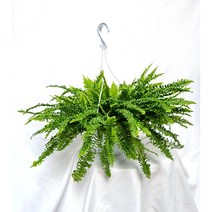 보스톤고사리 행긴 Boston fern 인테리어 플랜테리어 공기정화식물 중형 대형 풍성한식물 서비내 서비야드 서비야드플라워아울렛, 1개