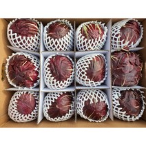 야채왕 국내산 라디치오 1통 이탈리안 치커리 래드치커리, 라디치오 1개, 1개