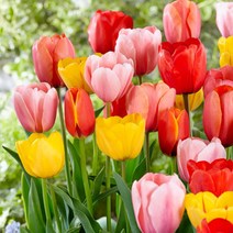튤립 구근 혼합 20개