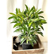 30~50cm 169 부자되세요 만냥금 백량금 대품, 1개