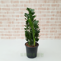 도희씨네 정원>> 행운을 부르는 금전수 중형 250″ class=”wr-img”></a></div>
</div>
</div>
</div>
<div class=