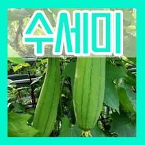 야채 수세미 씨 10립 채소 씨앗 파종 키우기, 1개