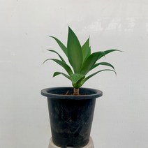 16900 아가베 아테누아타 중대품 30~50cm, 1개