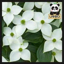 (나무판다) 산딸나무 묘목 실생1년 실생2년 특묘, 2. 산딸나무 2년생 (5주묶음)