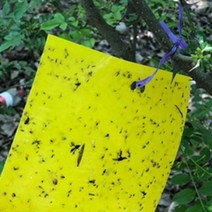 사각 끈끈이 트랩 검정날개버섯파리 벼룩 파리 트랩, 1개
