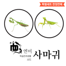 왕사마귀 1령 X 기본형 키우기 사육 세트 넓적배 사마귀 애완 반려 곤충 분양, 왕사마귀(1~3령)+기본형