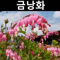 금낭화 4치포트 5개/숙근/관상용
