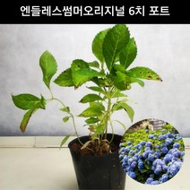 수국 엔들레스썸머오리지널 6치 포트 정원수국 파랑수국 분홍수국 묘목 화분
