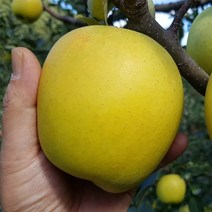 사과 나무 묘목 아오리 사과나무 묘목 아오리 청사과