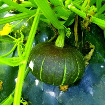 하늘과땅 유기농 국산 단호박 3kg, 1개