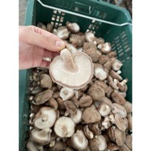 충남 당진산지직송 친환경 무농약 파지 육수용 표고버섯1kg, 1kg