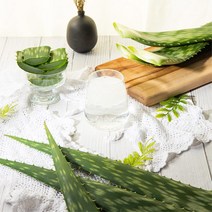 웰빙알로에 친환경 유기농 사포나리아 3kg, 1박스, 5kg