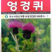 [가람종묘사] 엉겅퀴 씨앗(국화과에 속하는 여러해살이풀이며 자연산 채종 야생 재래종)
