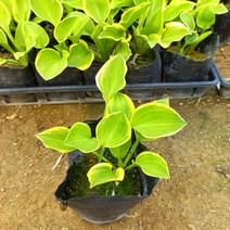 [이삽저삽]골든티아라모종(4치포트12개/한판)호스타품종 다년생 화단 정원 조경용 관상용