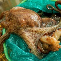 산지통영 제철 활멍게 출하 굴가리비문어, 1팩, 돌문어1kg