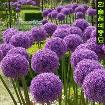 알리움 구근 가을 추식 구근, 04. 슈베르티 1구