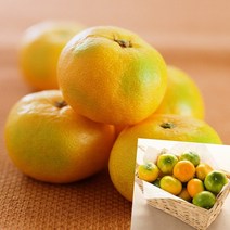 이지리치 타이벡 감귤 5KG 대과 귤선물세트 타이백감귤