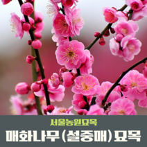서울농원묘목/매화나무 설중매 접목1년생 묘목 꽃나무 조경수 관상수, 상묘