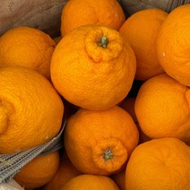 제주 한라봉 못난이 9kg(사이즈 랜덤) 40~48과 내외