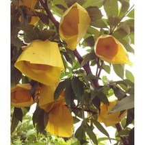 보람농자재 복숭아봉지, 7절(무핀)1박시/10000장, 선택안함