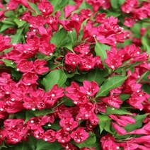 병꽃나무 올썸머레드 21cm화분- 신품종 조경수 정원수 묘목 화분