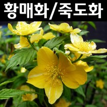 황매화/죽도화 나무 묘목 키1.0m 5개/정원/공원/조경수