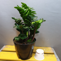 에덴농원 보석금전수 (불링불링해요) 새로나온상품이에요, 1개